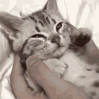 Caturday relaxing massage
