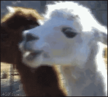 Llama What