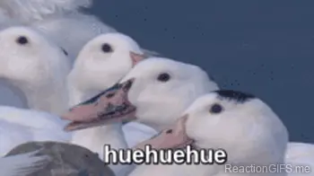 laughing ducks