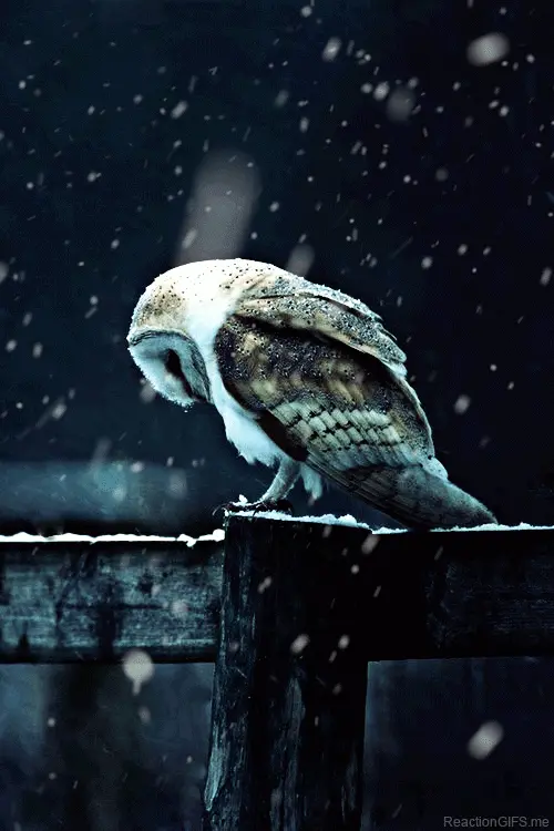 Forever alone owl