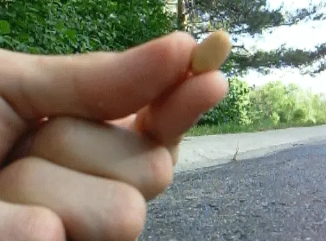 Chipmunk smelling food