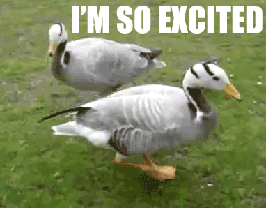 I am so excited ducks gif