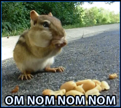 om nom nom nom Chipmunk