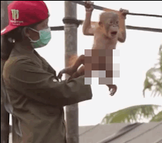 baby-orangutan-belly-rubbed-unnecessarily-censored-gifs