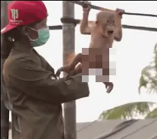 Baby orangutan likes to get the belly rubbed. unnecessarily censored