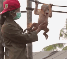 Baby orangutan likes to get the belly rubbed. Uncensored