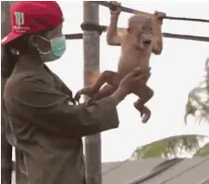 Baby orangutan likes to get the belly rubbed. Uncensored
