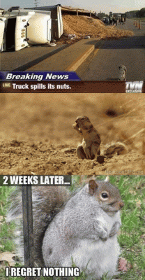 I regret nothing (Squirrel eats nuts from a truck accident and becomes fat)