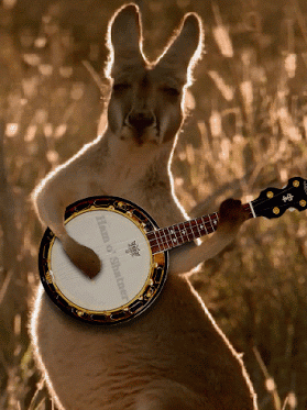 kangaroo-playnig-banjo