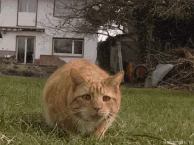 Shaquille O'Neal cat shake