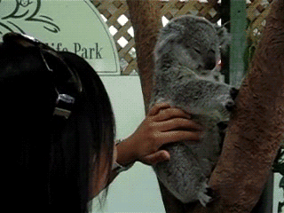 Happy Koala Shaking ears