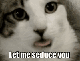 Let me seduce you cat