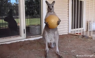 MRW-I-come-home-with-a-toy-for-my-13yo-daughter-and-find-her-french-kissing-a-guy-in-the-backyard-kangaroo-playtime-is-over