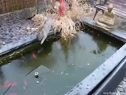 Kitty cat won't get a meal today. Cat on ice