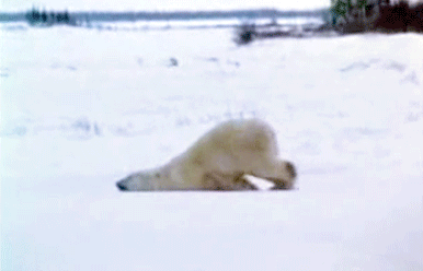 Because nobody likes Mondays (tired polar bear)