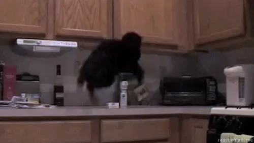 MRW I walk in the kitchen and catch my cat on the counter