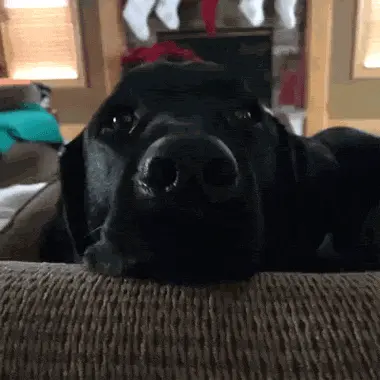 When the vet takes my dog's temperature