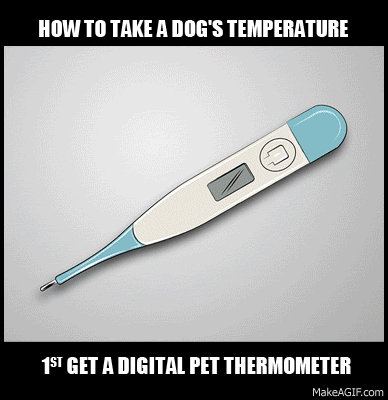 How to Take a Dog's Temperature in 5 steps plus dog reaction