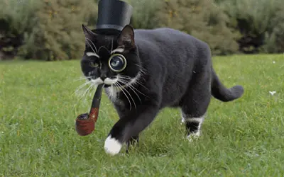 Today I feel sophisticated (Happy Caturday)