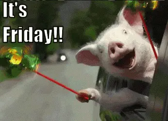 It's Friday! happy piglet on a car ride
