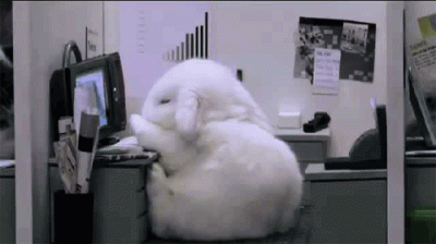 Sleeping rabbit falling sleep at work on Monday.
