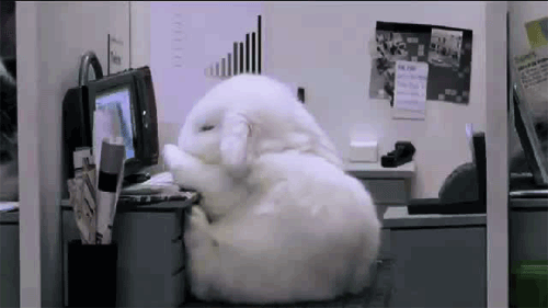 sleeping-rabbit-monday-at-work
