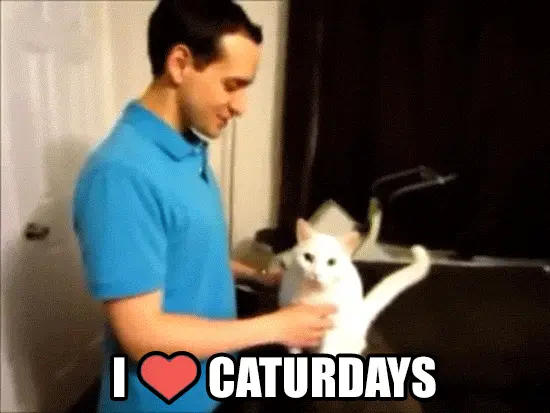 I love caturdays