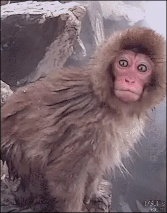 OMG Monkey