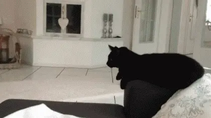 High five cat
