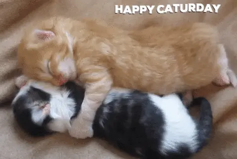 Happy Caturday