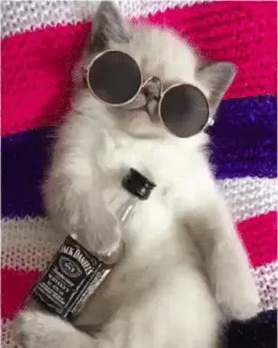 Caturday hangover