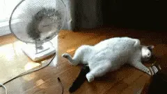 Caturday on a hot day