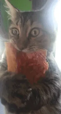 Me on cheat day