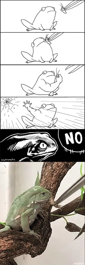 I said NOOOO! don't feed me!