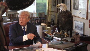 Bald Eagle wants Donald Trump out of the office