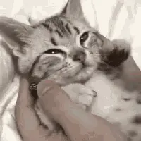 Caturday relaxing massage