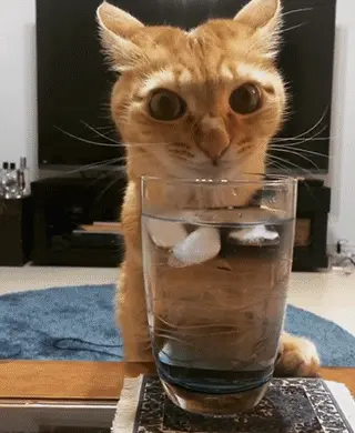 Drinking on Caturday night