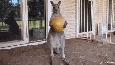 Play Time’s Over Kangaroo