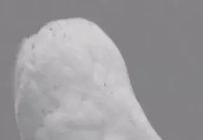 OMG! (Owl)