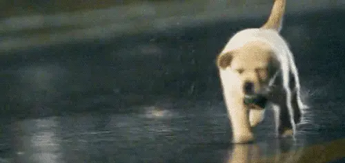 Puppy Golden Retriever Running