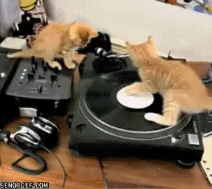 Cat Dj