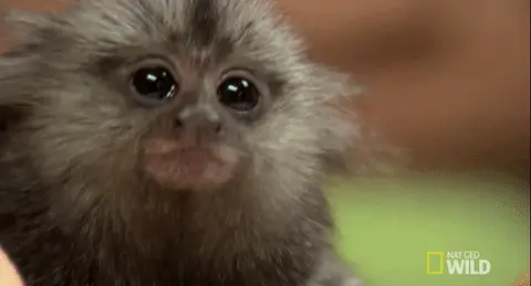 Nat Geo Wild WTF