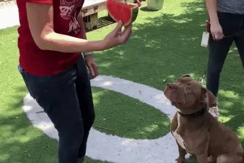 Dog Eating
