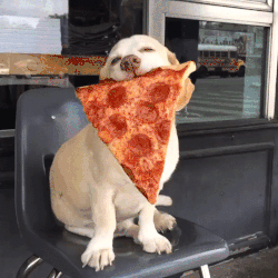 Dog-Pizza