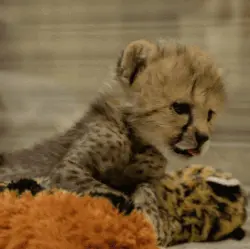 Baby Leo