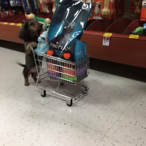 Grocery Store Puppy