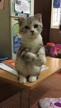 Cat Please
