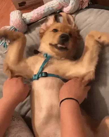 Dog Flapping