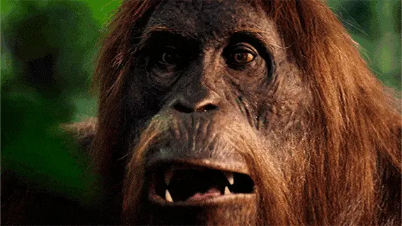 Nature PBS Cute Animals