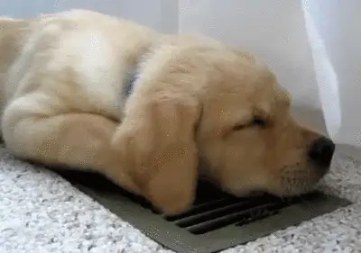 Lazy Labrador